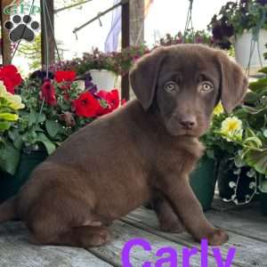 Carly, Chocolate Labrador Retriever Puppy